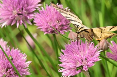 Bahçedeki mor çiçeklerin üzerinde oturan kelebek