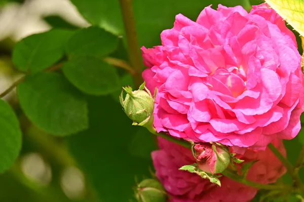 Bellissimi Fiori Rosa Rosa Giardino — Foto Stock