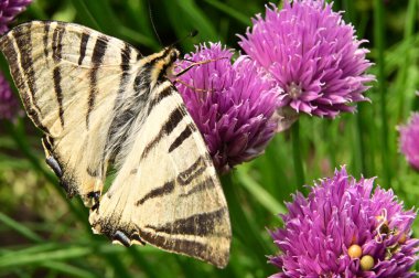 Bahçedeki mor çiçeklerin üzerinde oturan kelebek