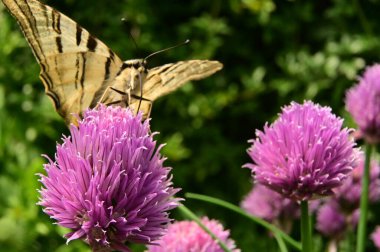 Bahçedeki mor çiçeklerin üzerinde oturan kelebek
