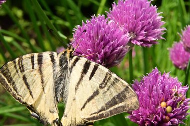 Bahçedeki mor çiçeklerin üzerinde oturan kelebek