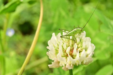 Bir çiçeğin üzerinde oturan çekirgenin seçici odağı 