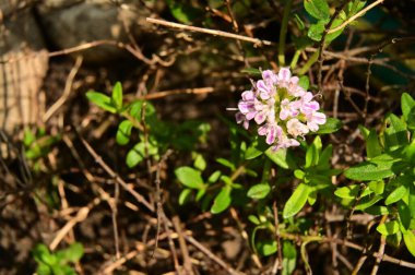 Bahçedeki güzel pembe çiçekler
