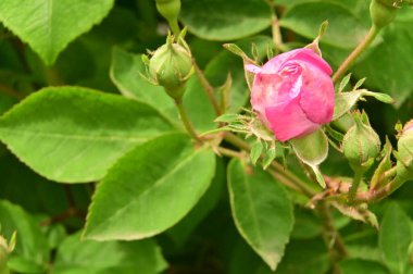 Bahçedeki güzel pembe gül çiçekleri