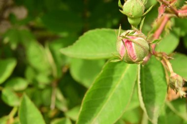 Bahçedeki güzel pembe gül çiçekleri