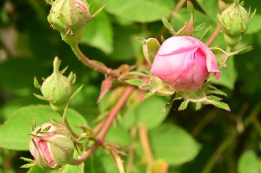 Bahçedeki güzel pembe gül çiçekleri