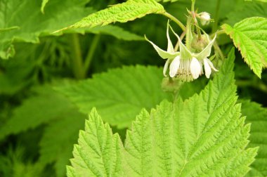 Bahçedeki güzel beyaz çiçekler