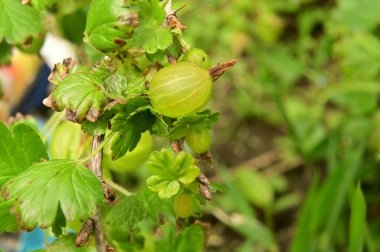 Bahçede bektaşi üzümü dalı yetişiyor.