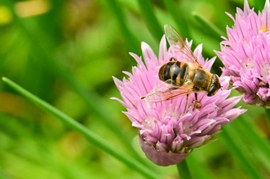 Bahçedeki mor çiçeklerden polen topluyor.