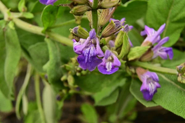 stock image beautiful purple flowers in the garden