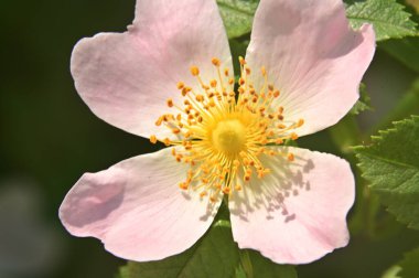 Bahçedeki güzel pembe çiçekler