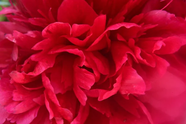 Красивый Розовый Цветок Пиона Саду — стоковое фото