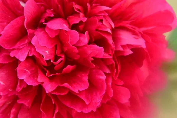 庭の美しいピンクの牡丹の花 — ストック写真