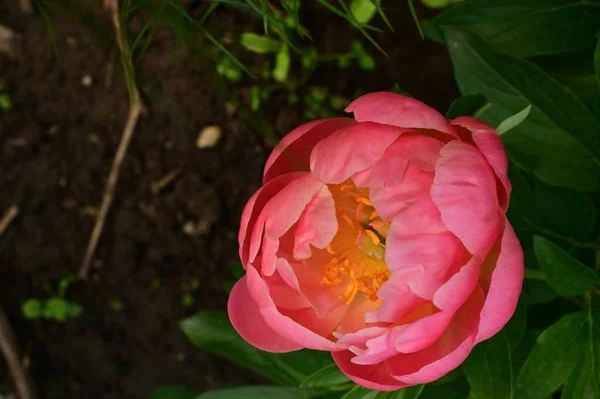 Belas Flores Rosa Rosa Jardim — Fotografia de Stock