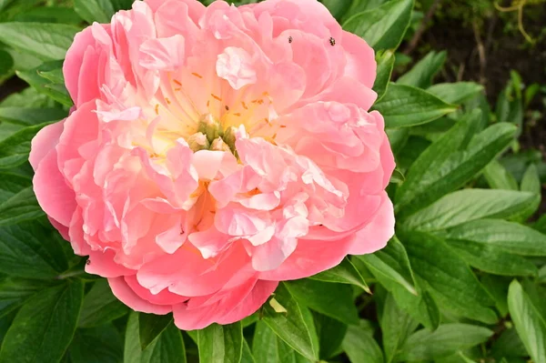 stock image beautiful pink rose flowers in the garden