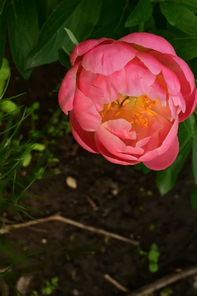 Beautiful Pink Rose Flowers Garden — Stock Photo, Image