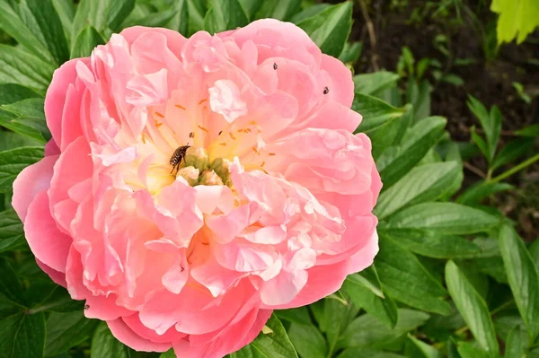Beautiful Pink Rose Flowers Garden — Stock Photo, Image