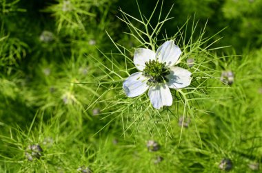 Bahçedeki güzel beyaz çiçekler