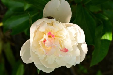 Bahçedeki güzel beyaz çiçekler