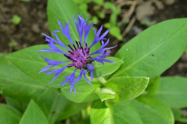 Bahçedeki güzel mor çiçekler