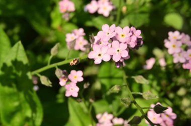Bahçedeki güzel pembe çiçekler