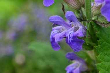 Bahçedeki güzel mor süsen çiçekleri