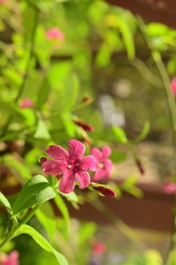 Bahçedeki güzel pembe çiçekler