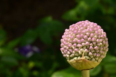 Güzel botanik fotoğrafı, doğal duvar kağıdı. Bahçedeki çiçek 