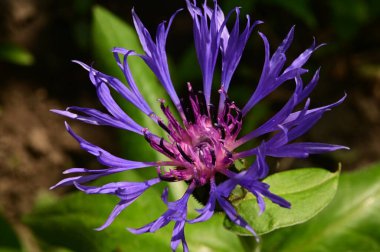 Bahçedeki güzel mor çiçekler