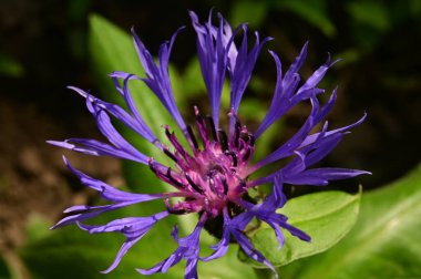 Bahçedeki güzel mor çiçekler