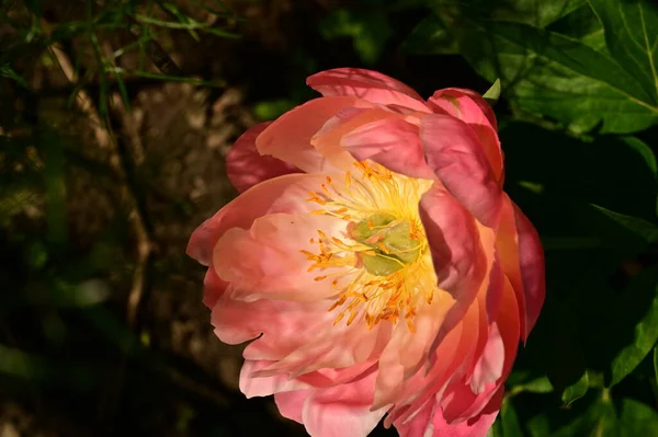 Красиві Рожеві Квіти Троянд Саду — стокове фото