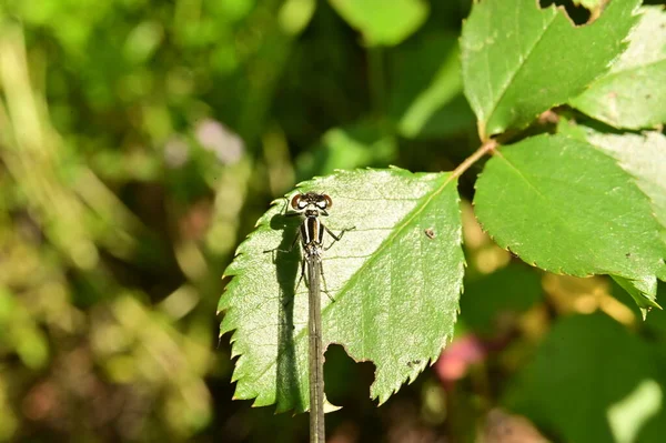蜻蜓昆虫在叶子上的特写 — 图库照片
