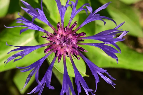 Bahçedeki güzel mor çiçekler