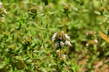 Bahçede büyüyen güzel çiçekler