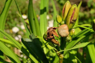 Bahçede büyüyen güzel çiçekler