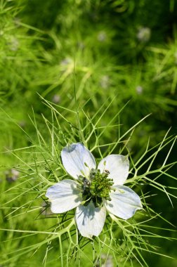 Bahçedeki güzel beyaz çiçekler
