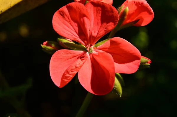 Närbild Vackra Röda Blommor — Stockfoto