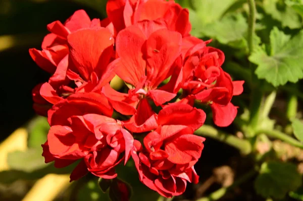 Close Belas Flores Vermelhas — Fotografia de Stock