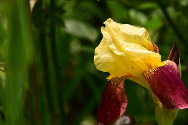 Bahçedeki güzel sarı çiçekler