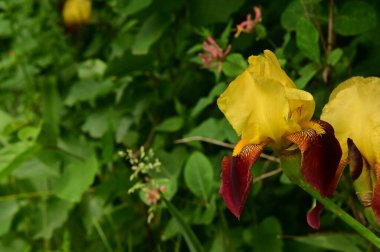 Bahçedeki güzel sarı çiçekler