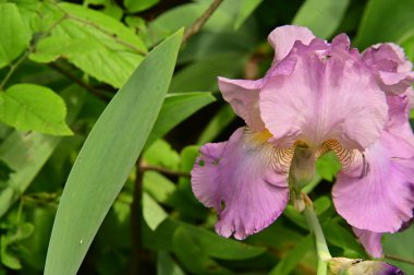 Bahçedeki güzel mor çiçekler
