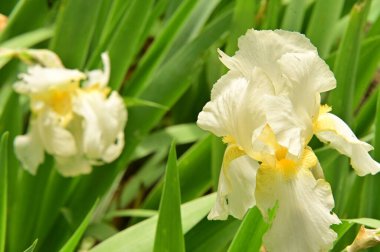 Bahçedeki güzel beyaz çiçekler