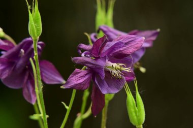 Bahçedeki güzel mor çiçekler