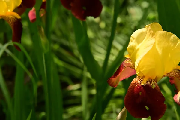 Piękny Botaniczny Strzał Naturalna Tapeta Kwiaty Ogrodzie — Zdjęcie stockowe