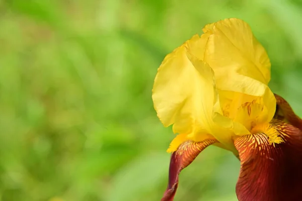 Mooie Gele Bloemen Tuin — Stockfoto