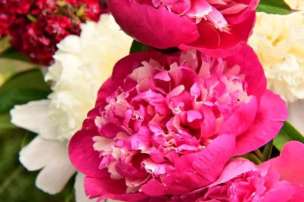 Piękne Jasne Kwiaty Ogrodzie — Zdjęcie stockowe