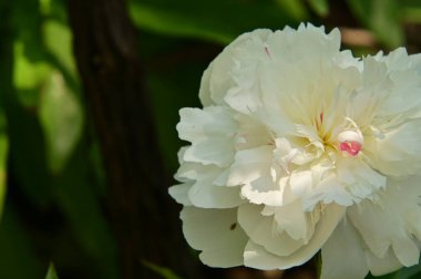 Bahçedeki güzel beyaz çiçekler