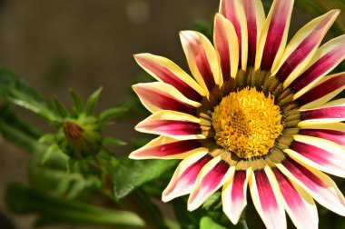 Bahçedeki güzel papatya çiçekleri