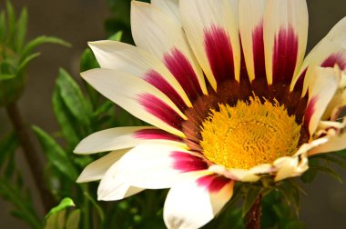 Bahçedeki güzel papatya çiçekleri