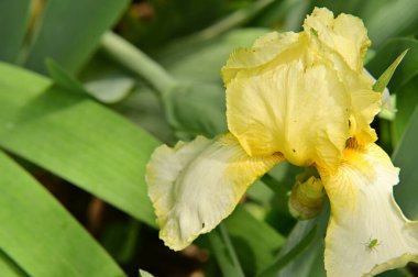 Bahçedeki güzel sarı çiçekler